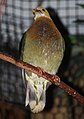 Ornate Fruit Dove