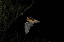 Pipistrelflagermus (Pipistrellus pipistrellus)