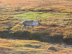 Svalbard reindeer, Spitsbergen