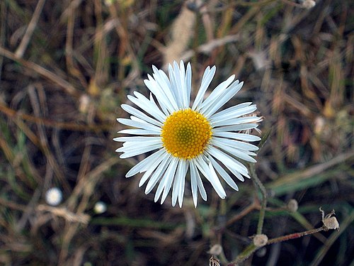 Sunny flower