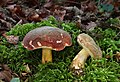 Boletus pruinatus