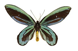 Queen Alexandra's Birdwing