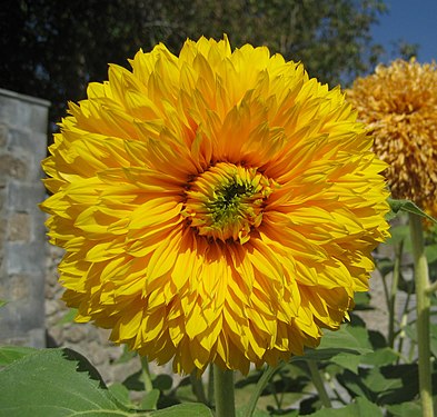 Sunflower in Armenia