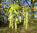 Květenství habru obecného (Carpinus betulus