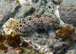 Epinephelus macrospilos