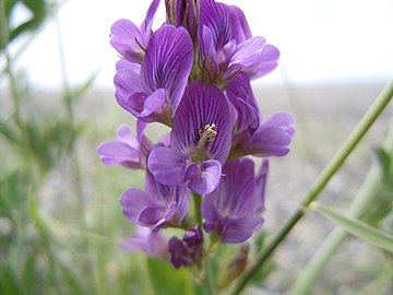 Fleurs de luzerne cultivée (medicago sativa), la colonne staminale est visible sur la fleur centrale.