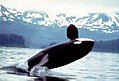 Orca (Killer Whale)