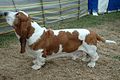 Basset hound orange et blanc.