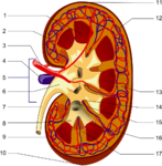 Medicina - aiñón