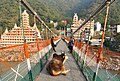 * Nomination A cow rests in the middle of Laksman Jhula bridge over the river Ganges in Rishikesh. --Dey.sandip 06:39, 10 October 2021 (UTC) * Decline Do you go through here or wait? Regarding the picture, it is tilted, look at the buildings in the back --Poco a poco 07:07, 10 October 2021 (UTC) I did tilt adjustment to the original image, not sure whether that was more or less. Do you recommend CCW tilt correction? --Dey.sandip 04:29, 11 October 2021 (UTC) Yes, I do. Probably you need both, tilt and perspective adjustments --Poco a poco 08:25, 11 October 2021 (UTC) Not done in a week.--Peulle 07:02, 19 October 2021 (UTC)