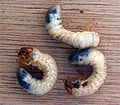 Larvae