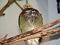 Ornate Fruit Dove