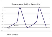 A plot of action potential (mV) vs time. The membrane potential is initially -60 mV, rise relatively slowly to the threshold potential of -40 mV and then quickly spikes at a potential of +10 mV, after which it rapidly returns to the starting -60 mV potential. The cycle is then repeated.