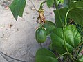 Passiflora herbertiana