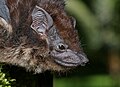 Große Sackflügelfledermaus (Saccopteryx bilineata)