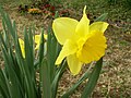 Narcissus pseudonarcissus