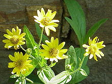 Arnica chamissonis0.jpg