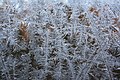 Eiskristalle an Fensterscheibe