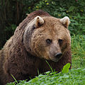 84 European Brown Bear uploaded by Baresi franco, nominated by Baresi franco