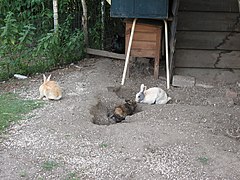 Lapins en semi liberté dans un enclos