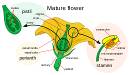 Biologie - fleur