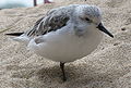 Resting at the Monterey Bay Aquarium aviary.