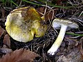 !Tricholoma sejunctum!