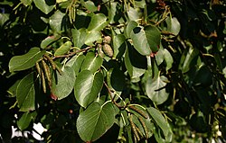 Alnus cordata.