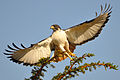 36 Augurbussard-Serengeti uploaded by Tobi 87, nominated by Tobi 87