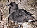 Cassin's auklet