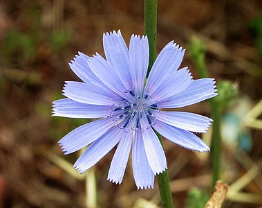 Cichorium intybus (Common Chicory)