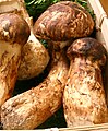 Tricholoma matsutake