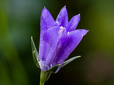 Peach-leaved bellflower