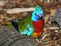 Scarlet-chested Parrot