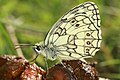 Melanargia galathea