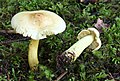 Tricholoma sulphureum