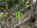 Cougar Mountain Regional Wildland Park