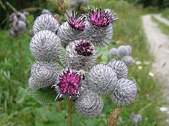 Червенолюспест репей (A. tomentosum)