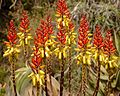 Aloe reitzii.