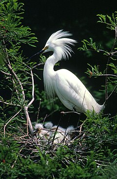 Yuraq waqar (Egretta thula)