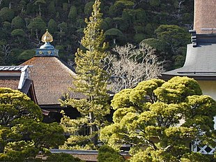 The tops of roofs with a number of trees interspersed