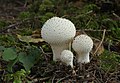 Lycoperdon perlatum