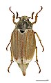 Male - Dorsal side