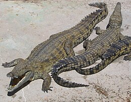 Nílusi krokodil (Crocodylus niloticus)