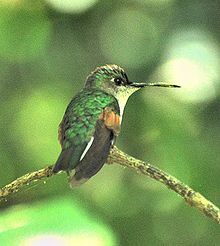 Blue-capped Hummingbird-edited.jpg