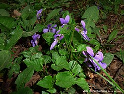 Viola reichenbachiana