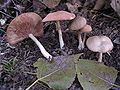 !!Entoloma rhodopolium sin. nidorosum!!