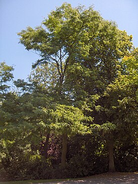 Gleditsia triacanthos