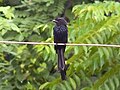 Exemplar en crecedera nel que se repara'l desenvolvimientu de les plumes esteriores de la so cola (Ghats occidentales, Kerala)