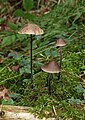 Marasmius alliaceus